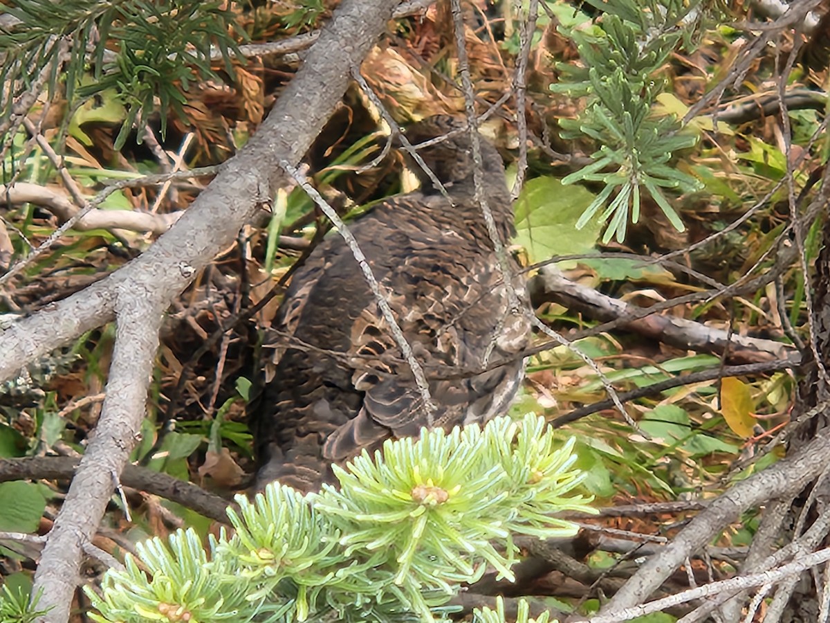 Sooty Grouse - ML643616375