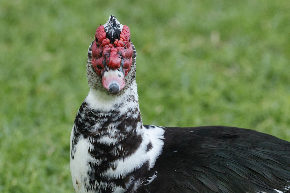 Muscovy Duck (Domestic type) - ML643616399