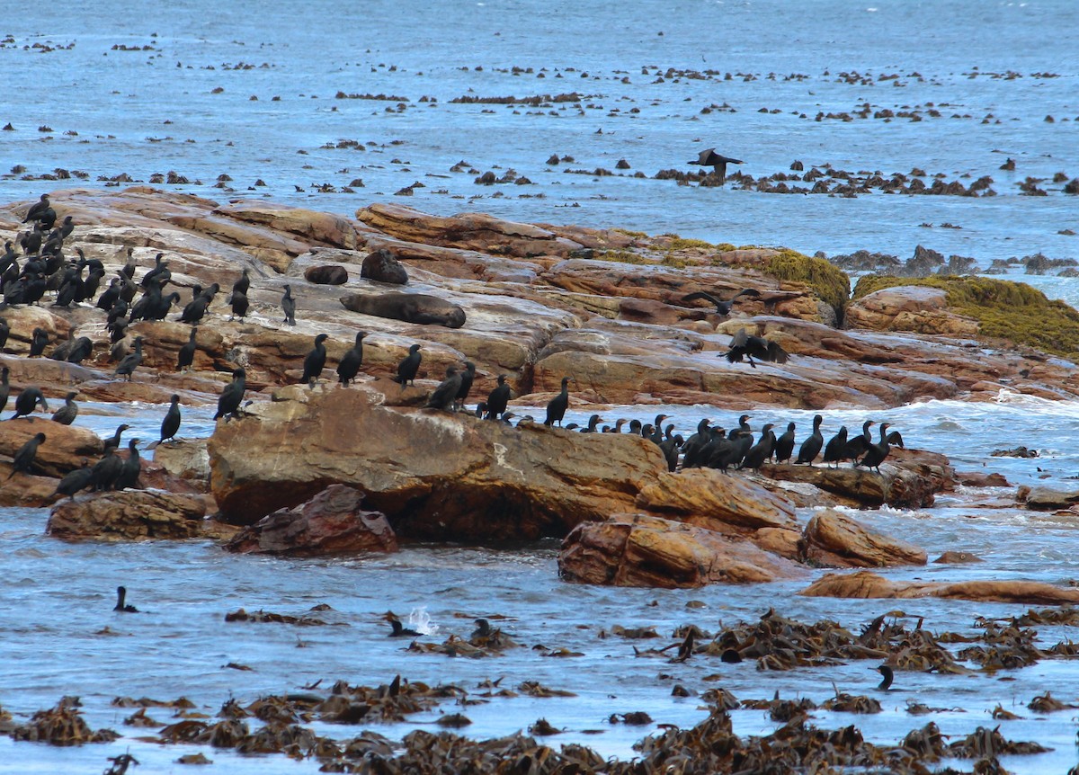 Cape Cormorant - ML643616417
