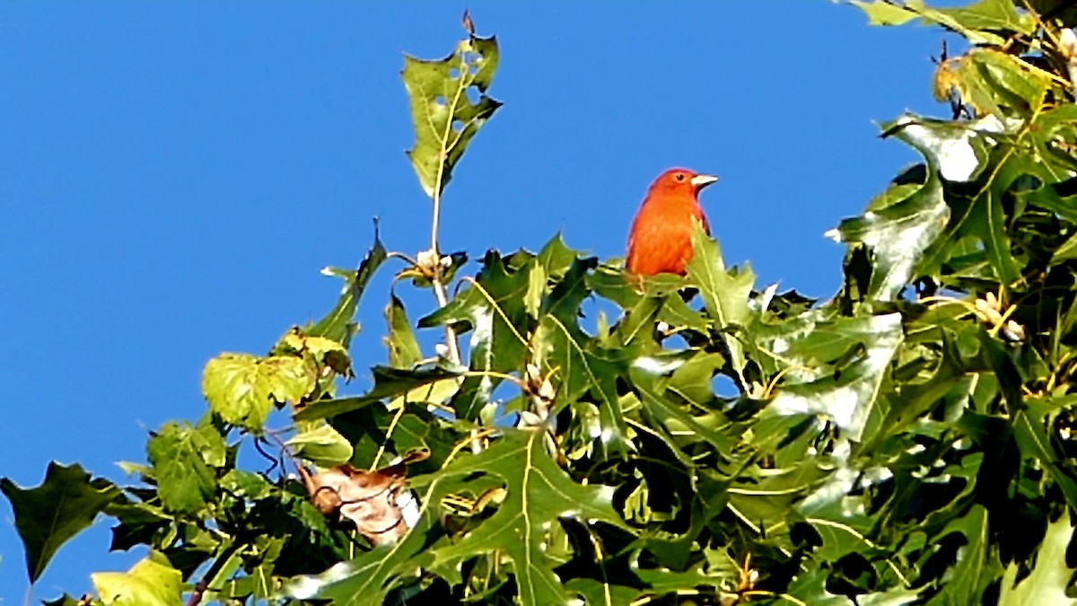 Summer Tanager - ML643616428