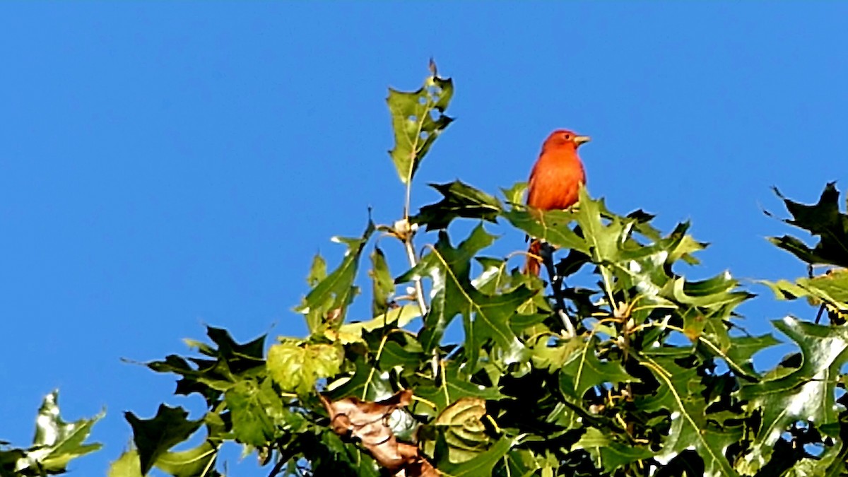 Summer Tanager - ML643616429
