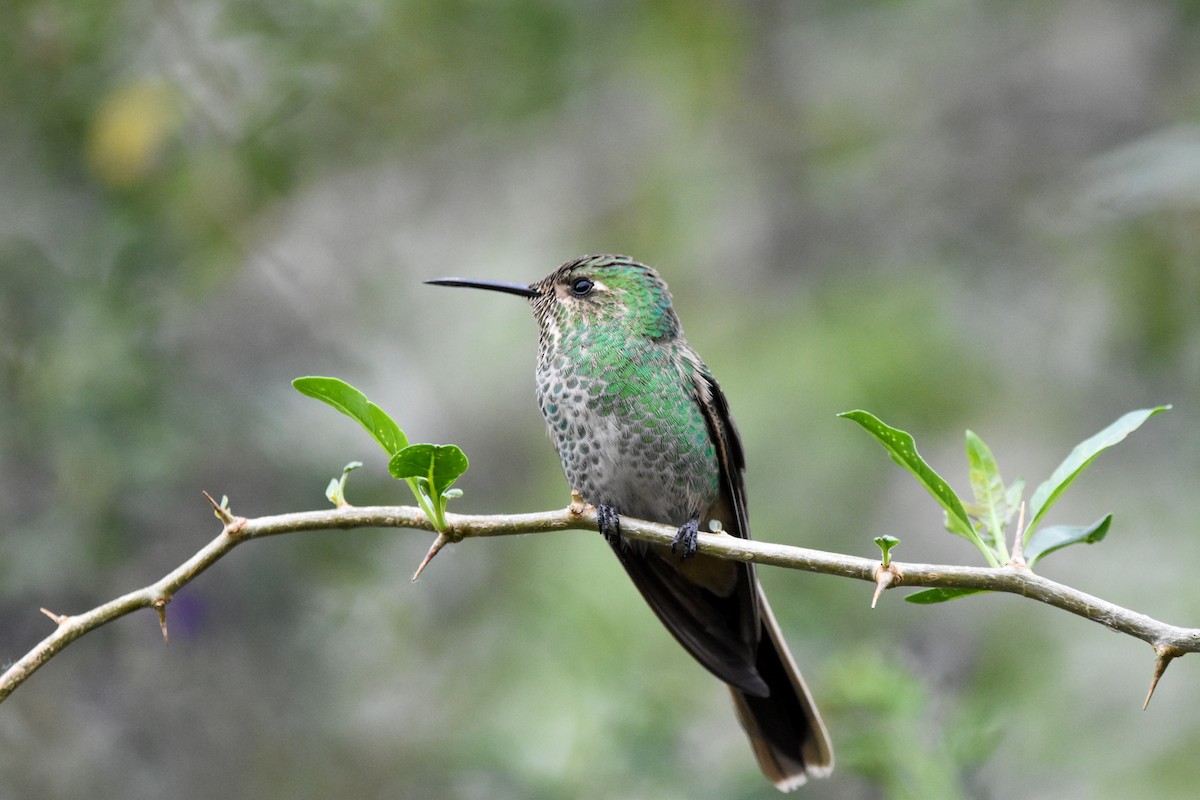 Red-tailed Comet - ML643616430