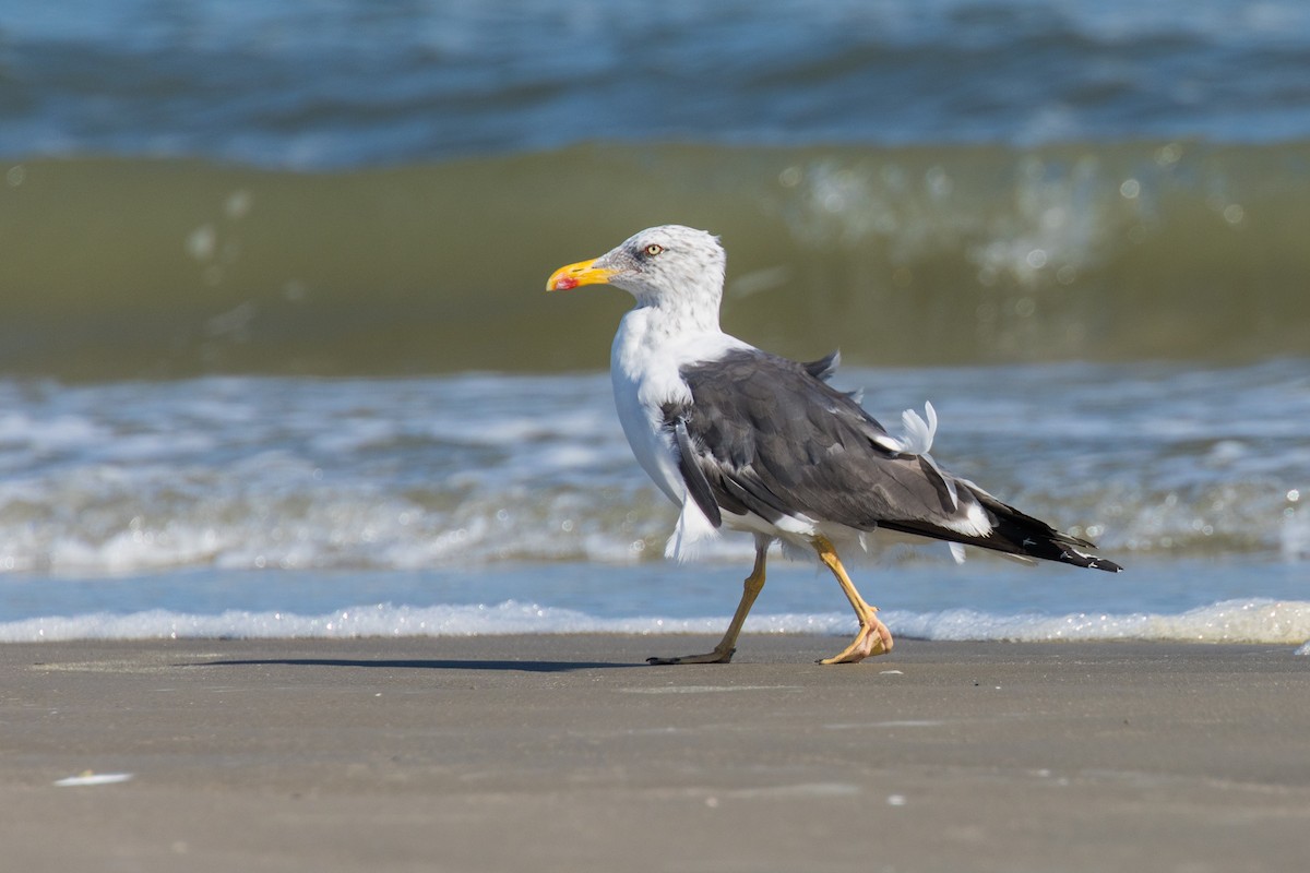 Lesser Black-backed Gull - ML643616433