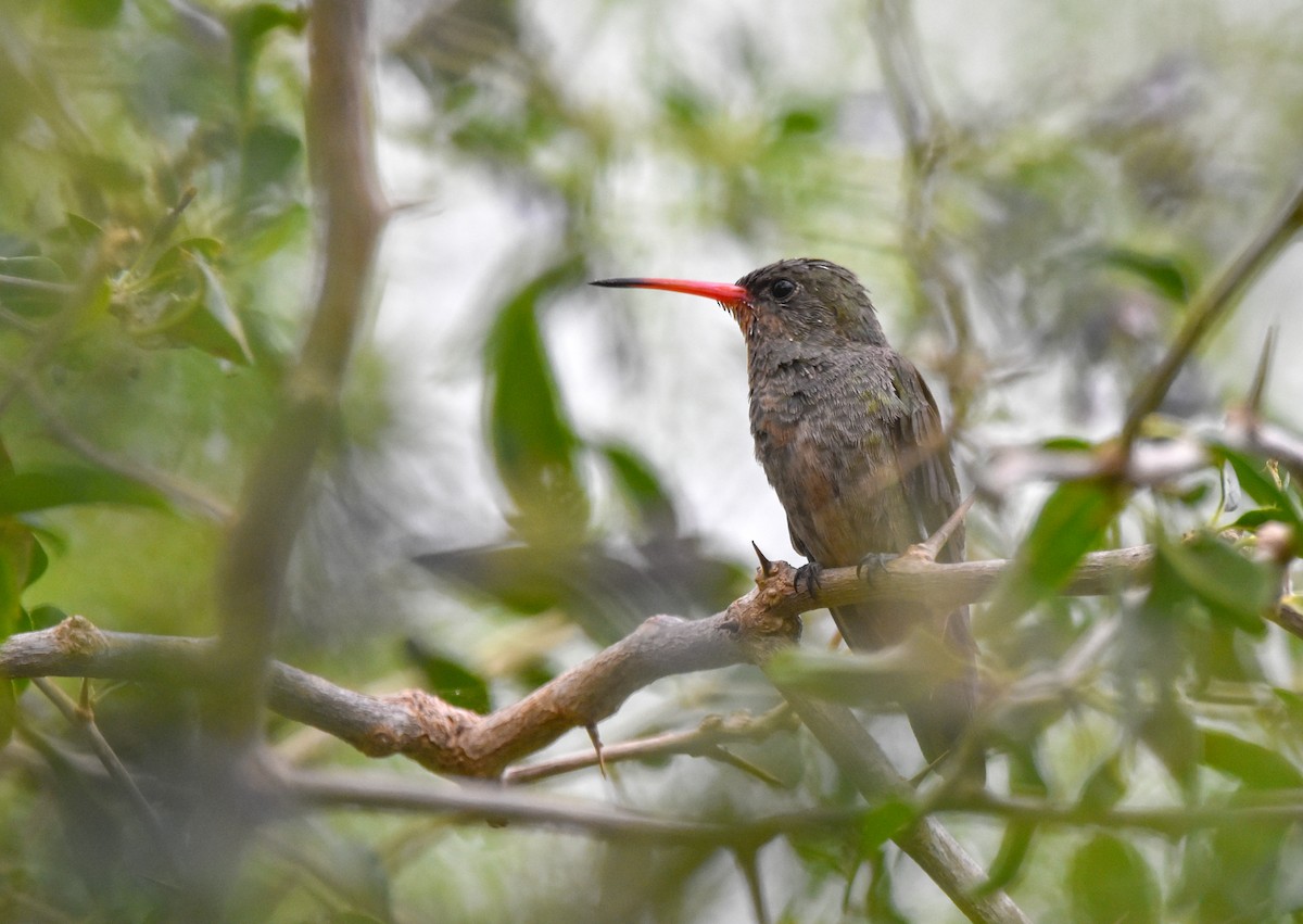 kolibřík zlacený - ML643616450