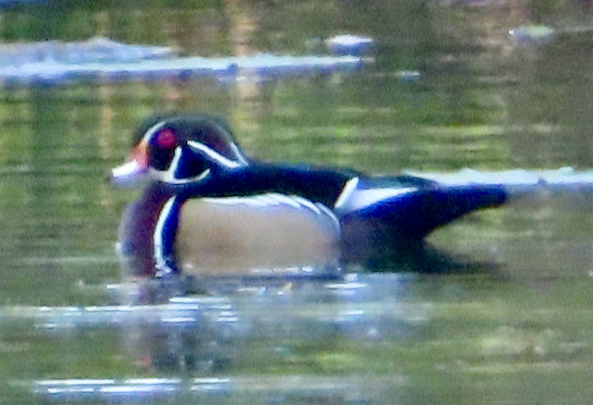 Wood Duck - ML643616453