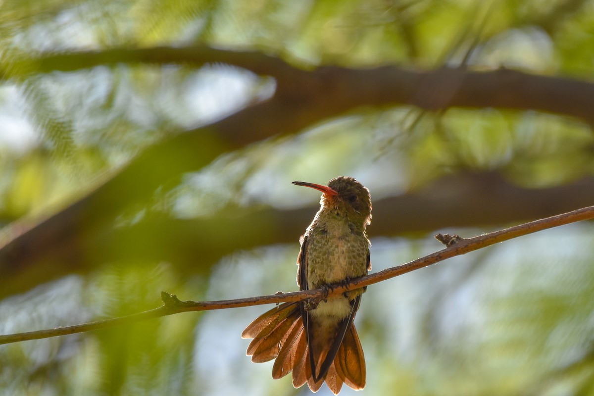 kolibřík zlacený - ML643616458