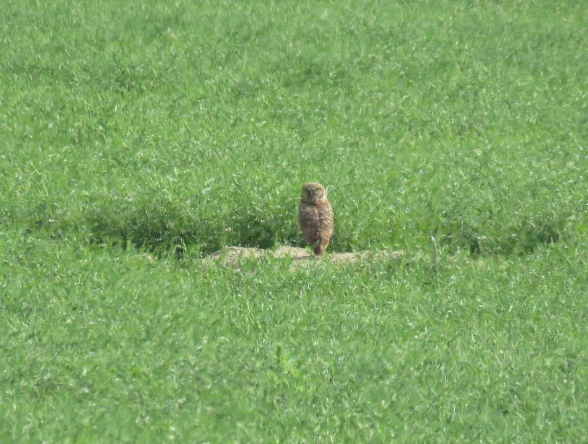 Burrowing Owl - ML643616460