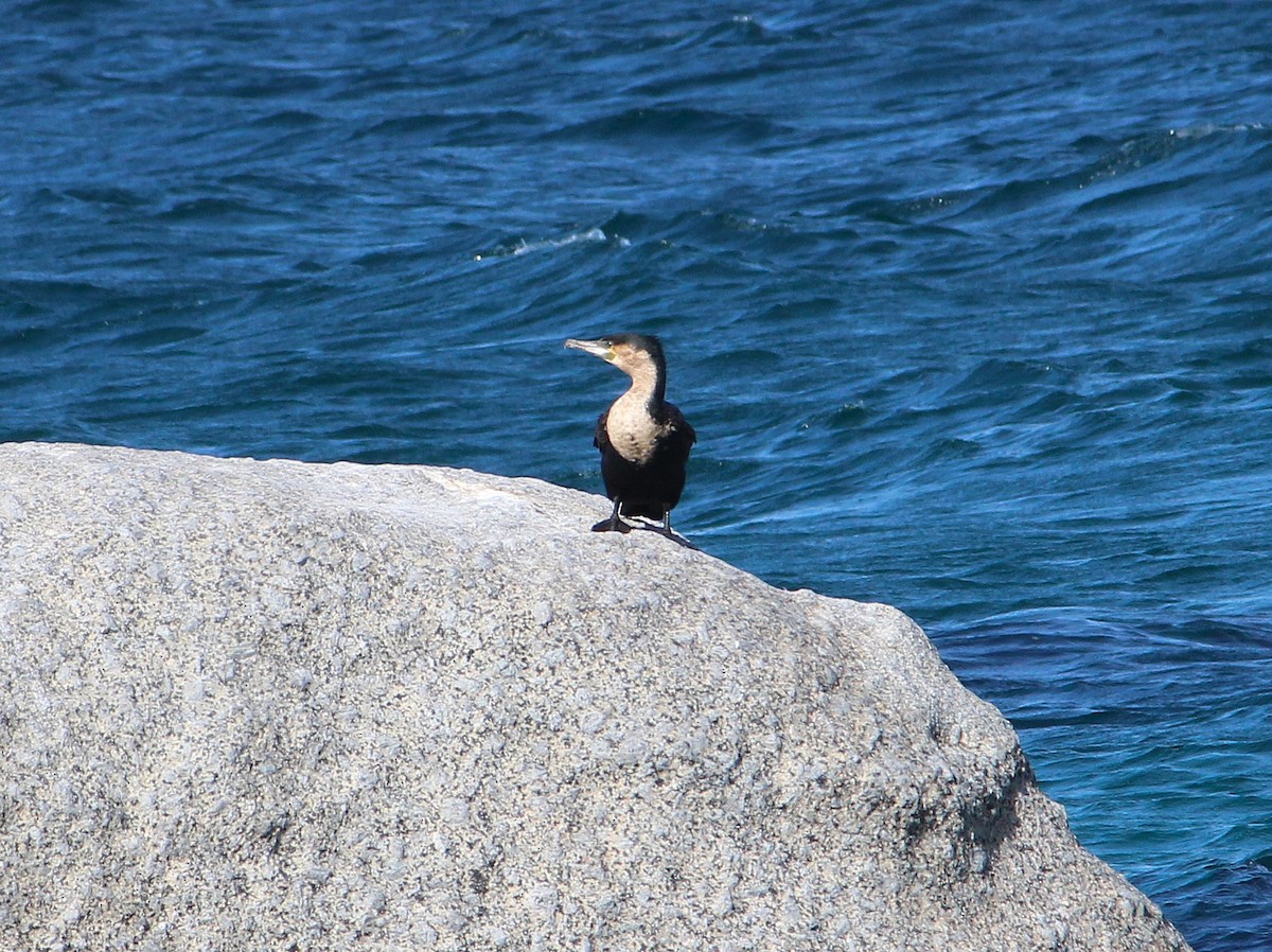 Great Cormorant (White-breasted) - ML643616462