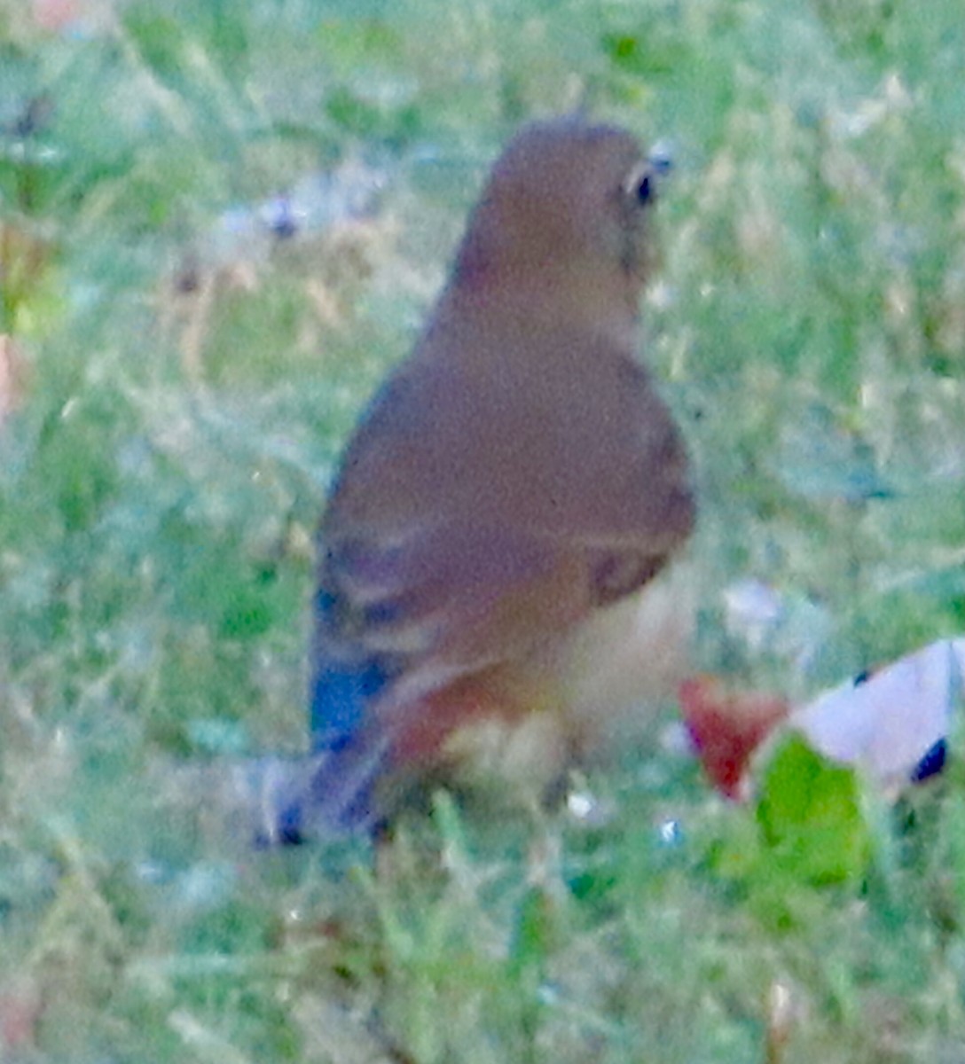 Hermit Thrush - ML643616468
