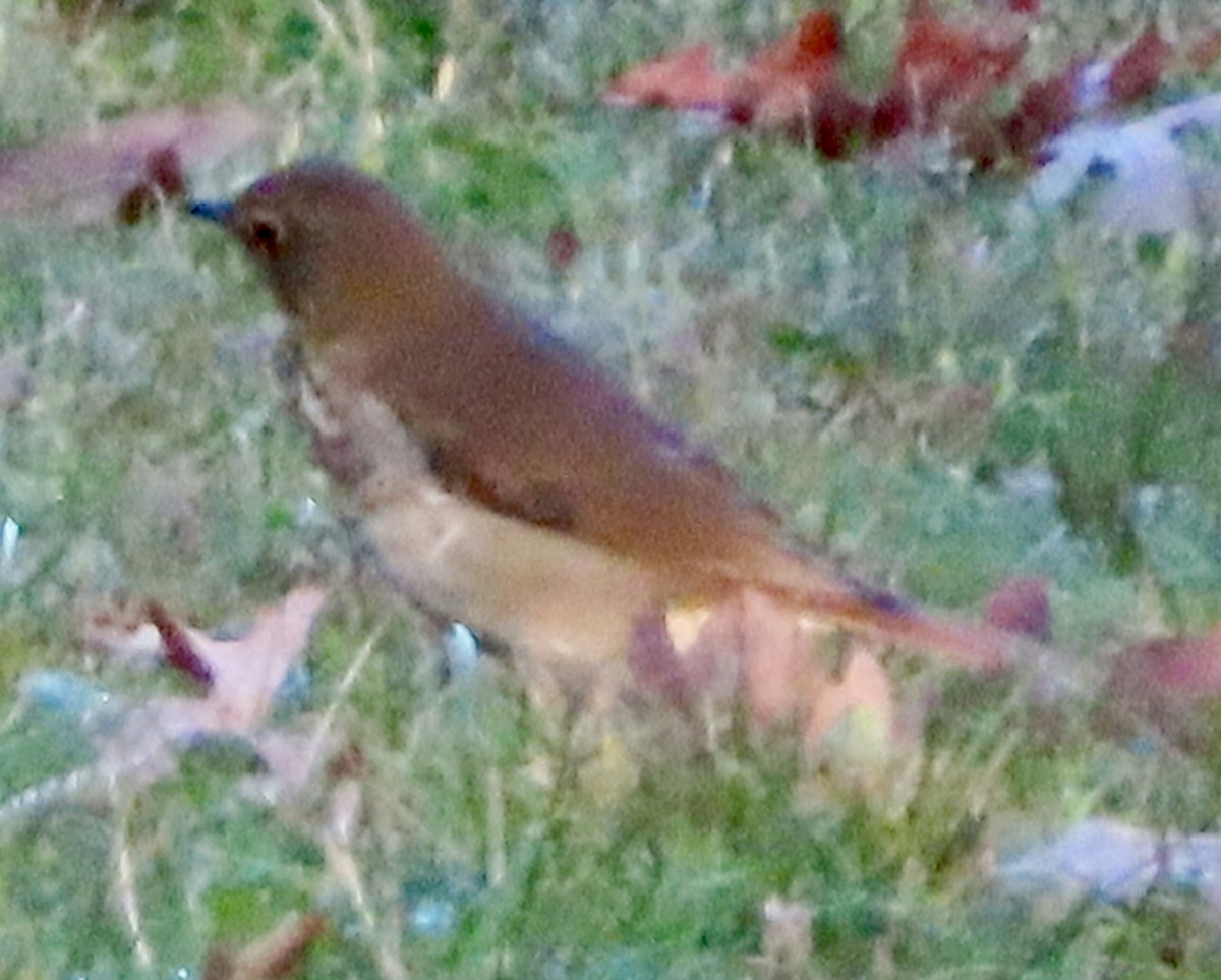 Hermit Thrush - ML643616469