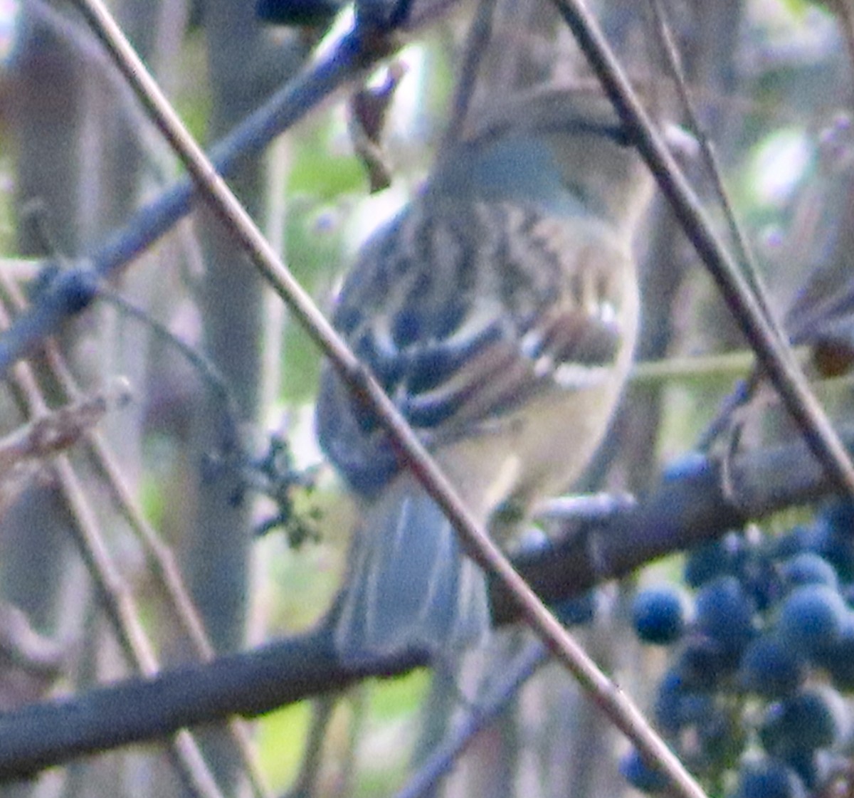 White-crowned Sparrow - ML643616477