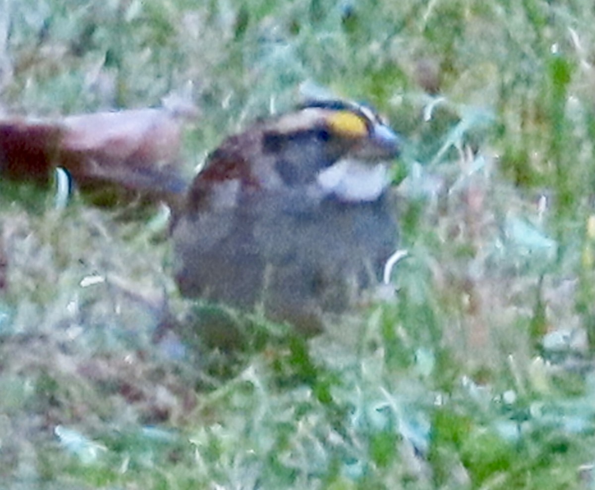 White-throated Sparrow - ML643616492