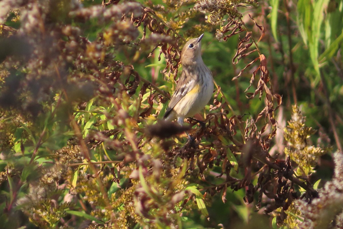 Yellow-rumped Warbler - ML643616503