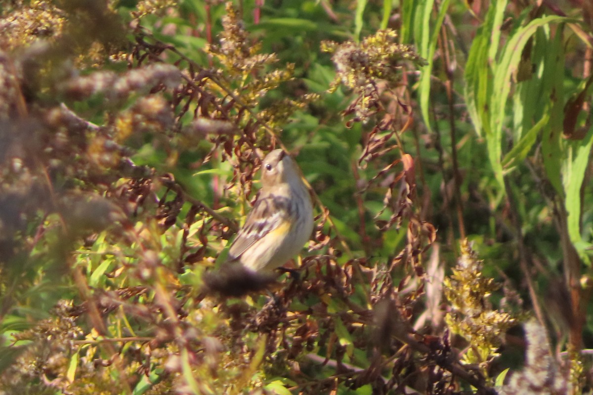Yellow-rumped Warbler - ML643616504