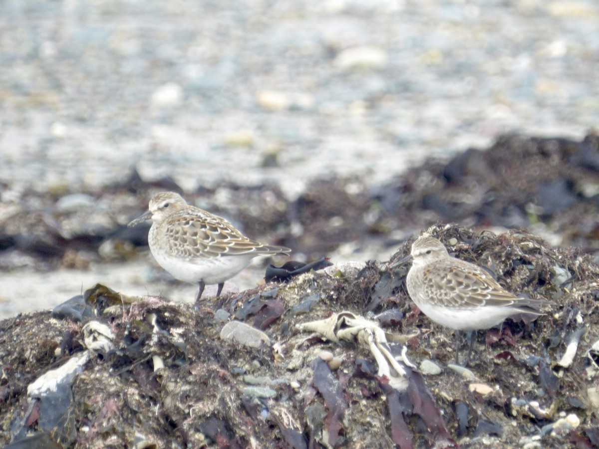 Weißbürzel-Strandläufer - ML643616508