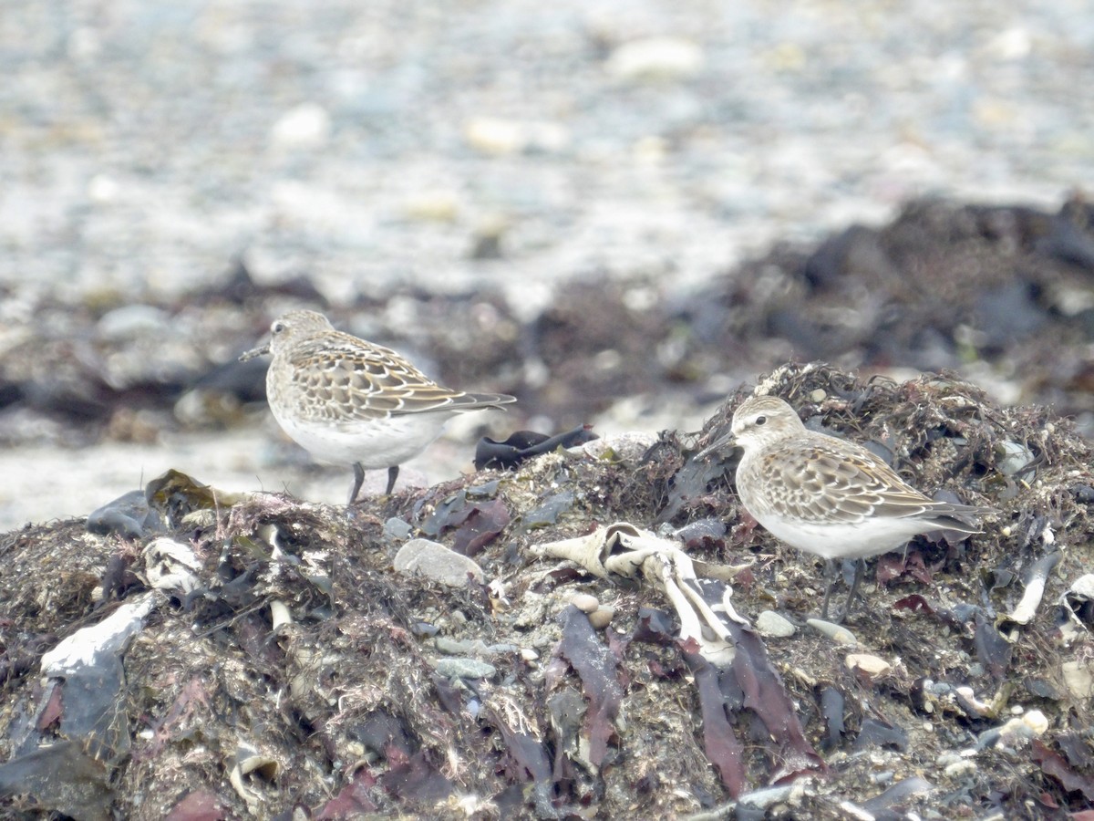 Weißbürzel-Strandläufer - ML643616509