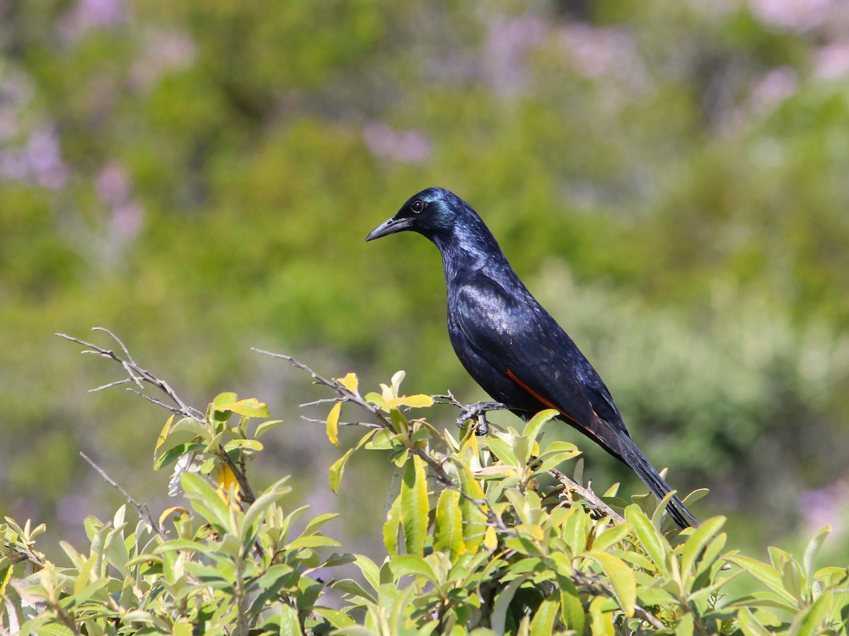 Red-winged Starling - ML643616519