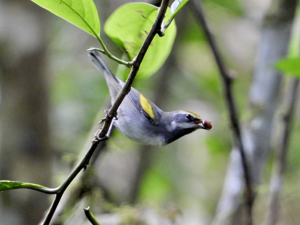 gullvingeparula - ML643616549