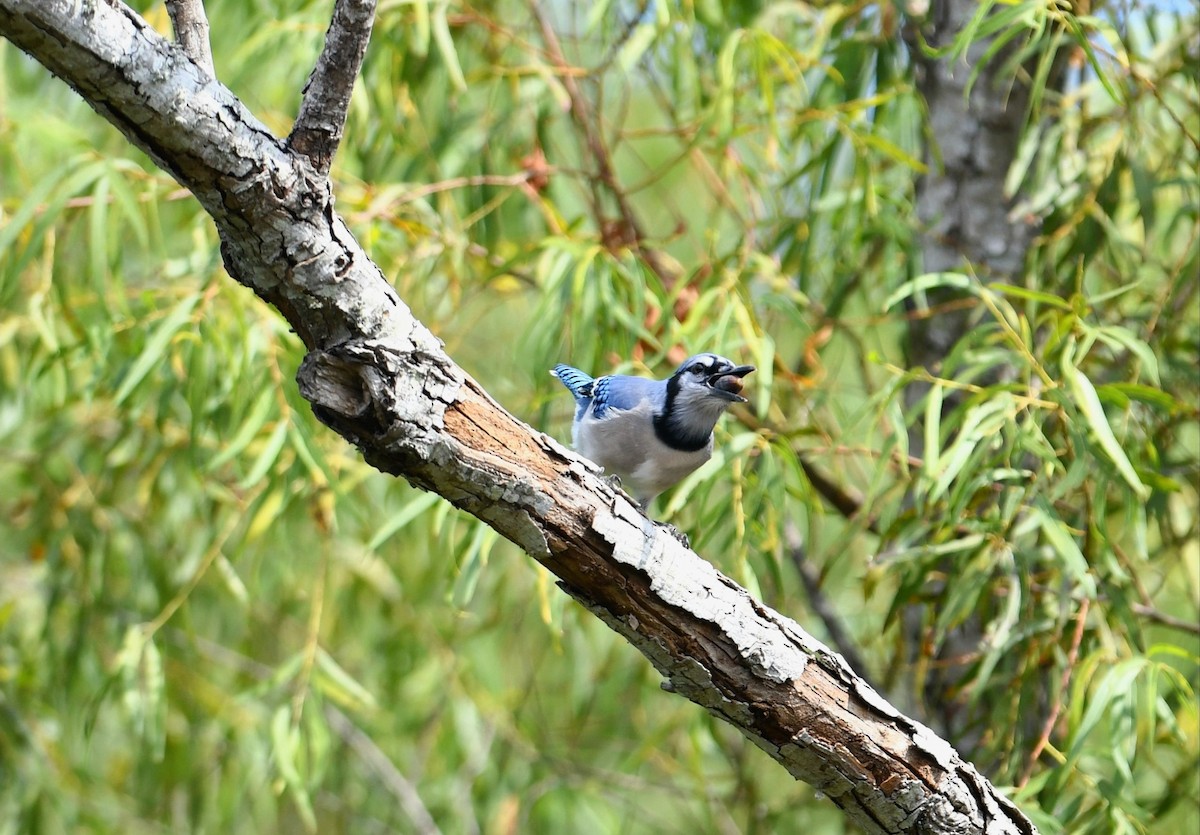 Blue Jay - ML643616576