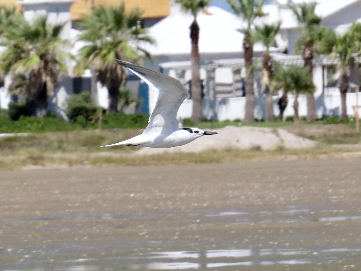 Sandwich Tern (Cabot's) - ML643616604