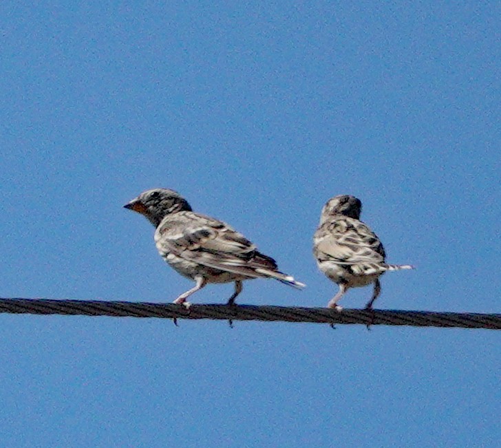 イワスズメ - ML643616614