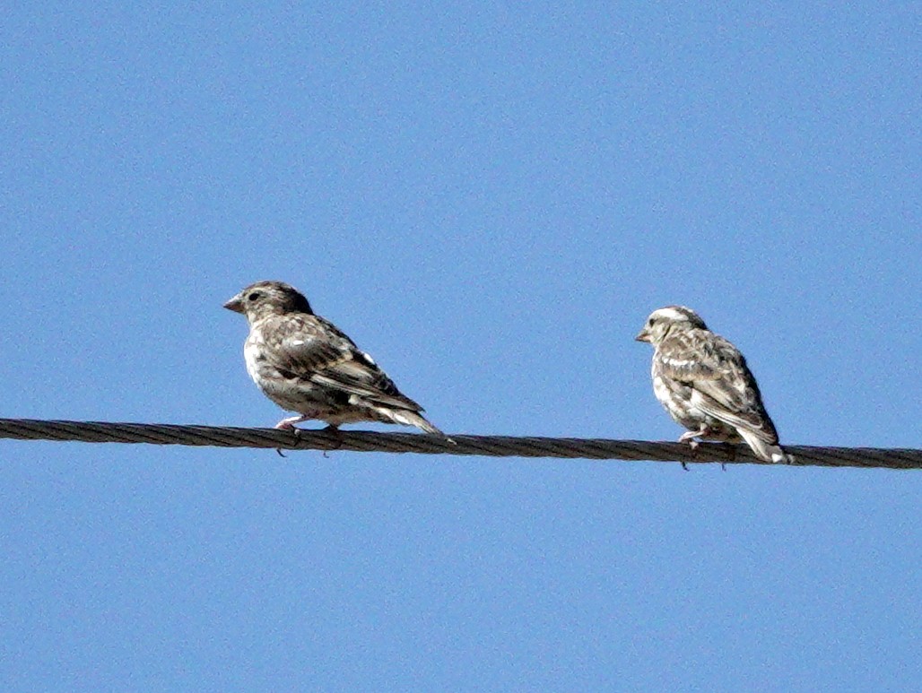 イワスズメ - ML643616615