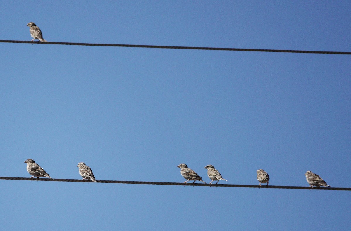 イワスズメ - ML643616616