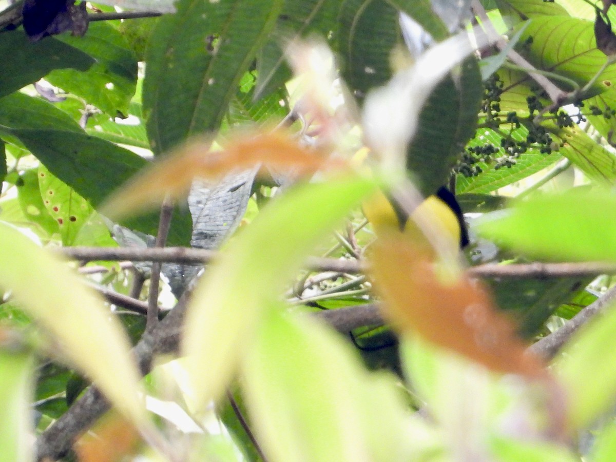 Tangara Negriamarilla - ML643616624