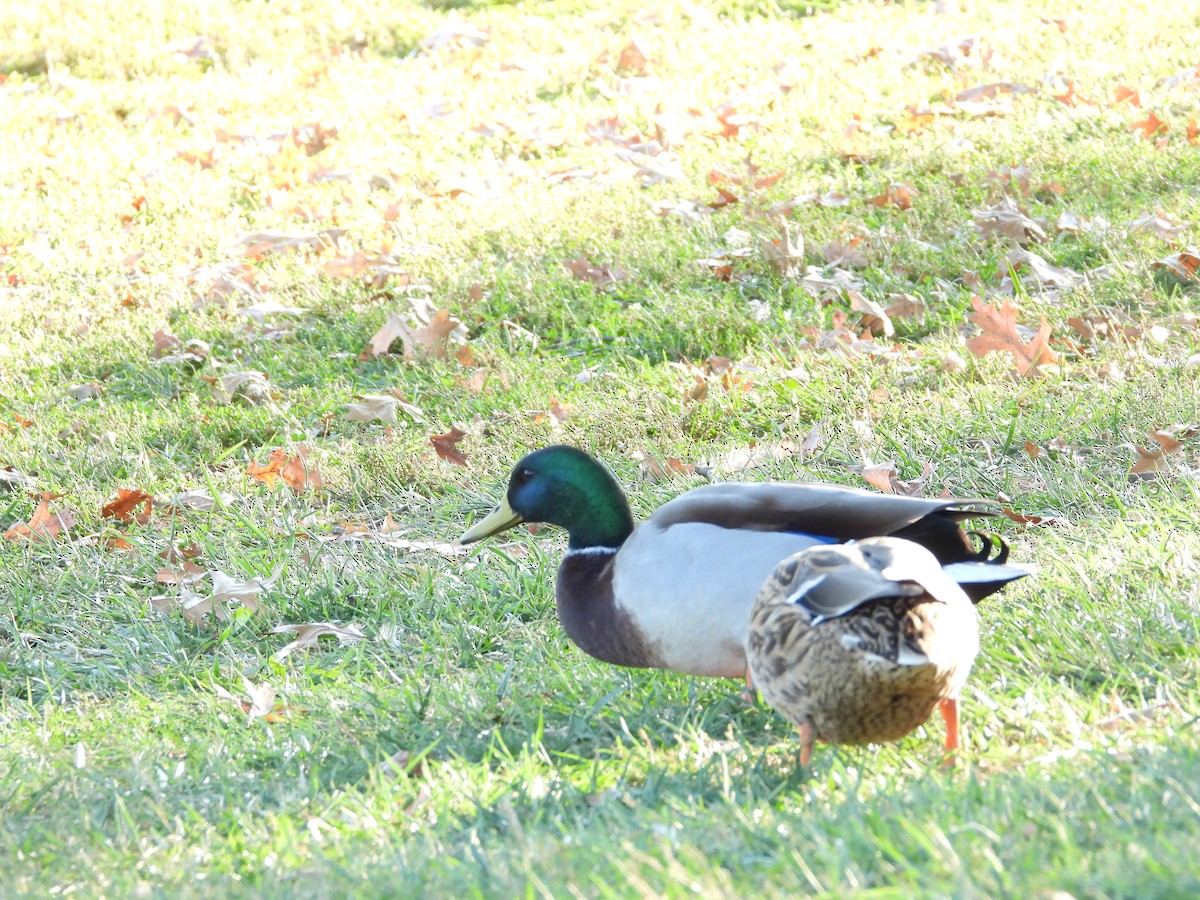 Mallard - ML643616626