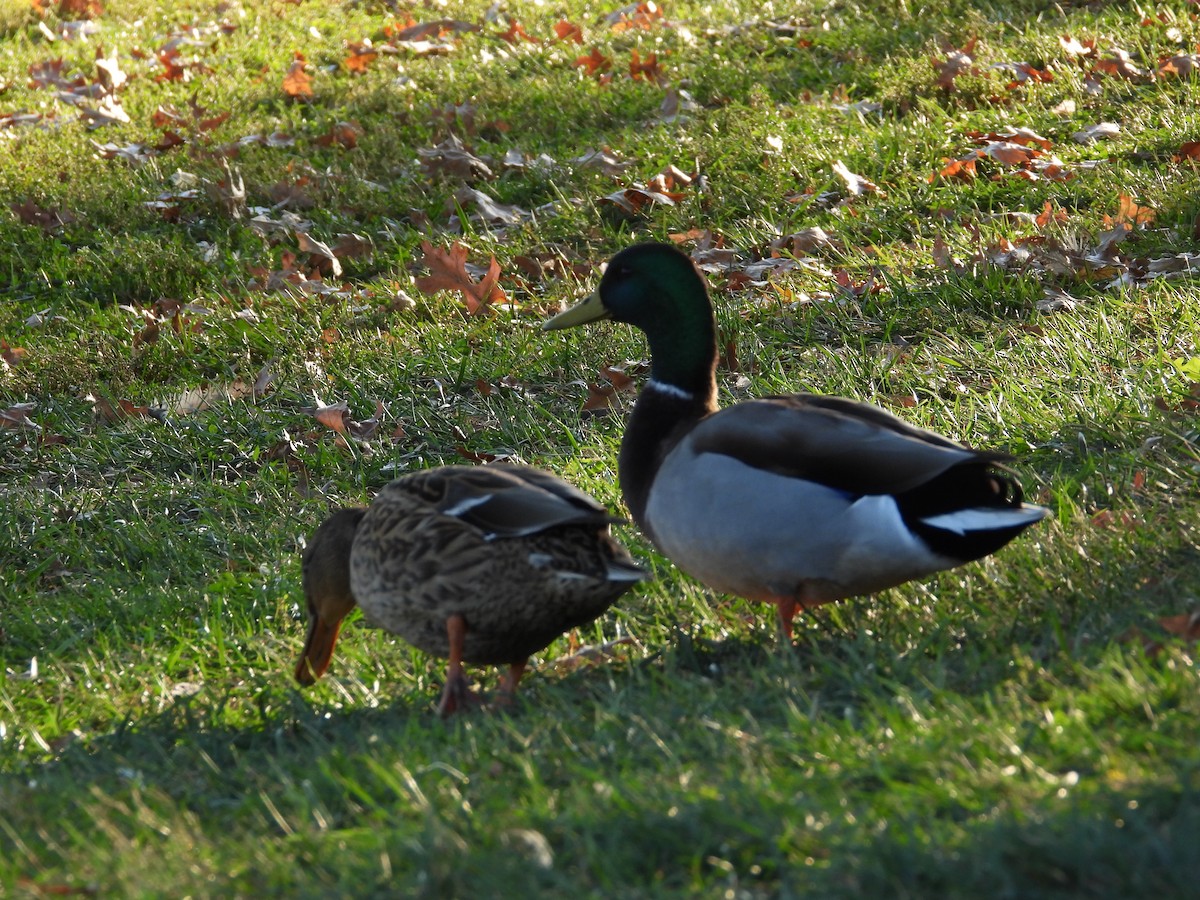 Mallard - ML643616630