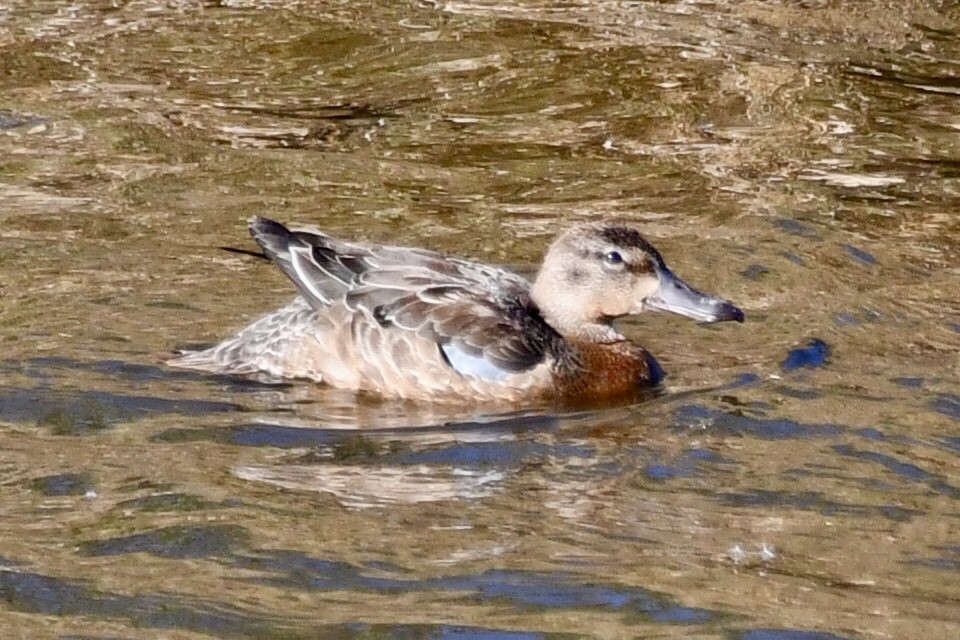 teal sp. - ML643616633