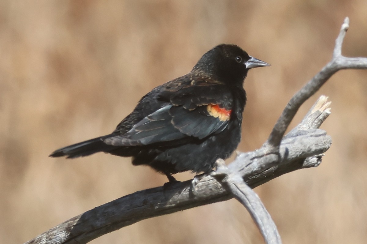 Red-winged Blackbird - ML643616636