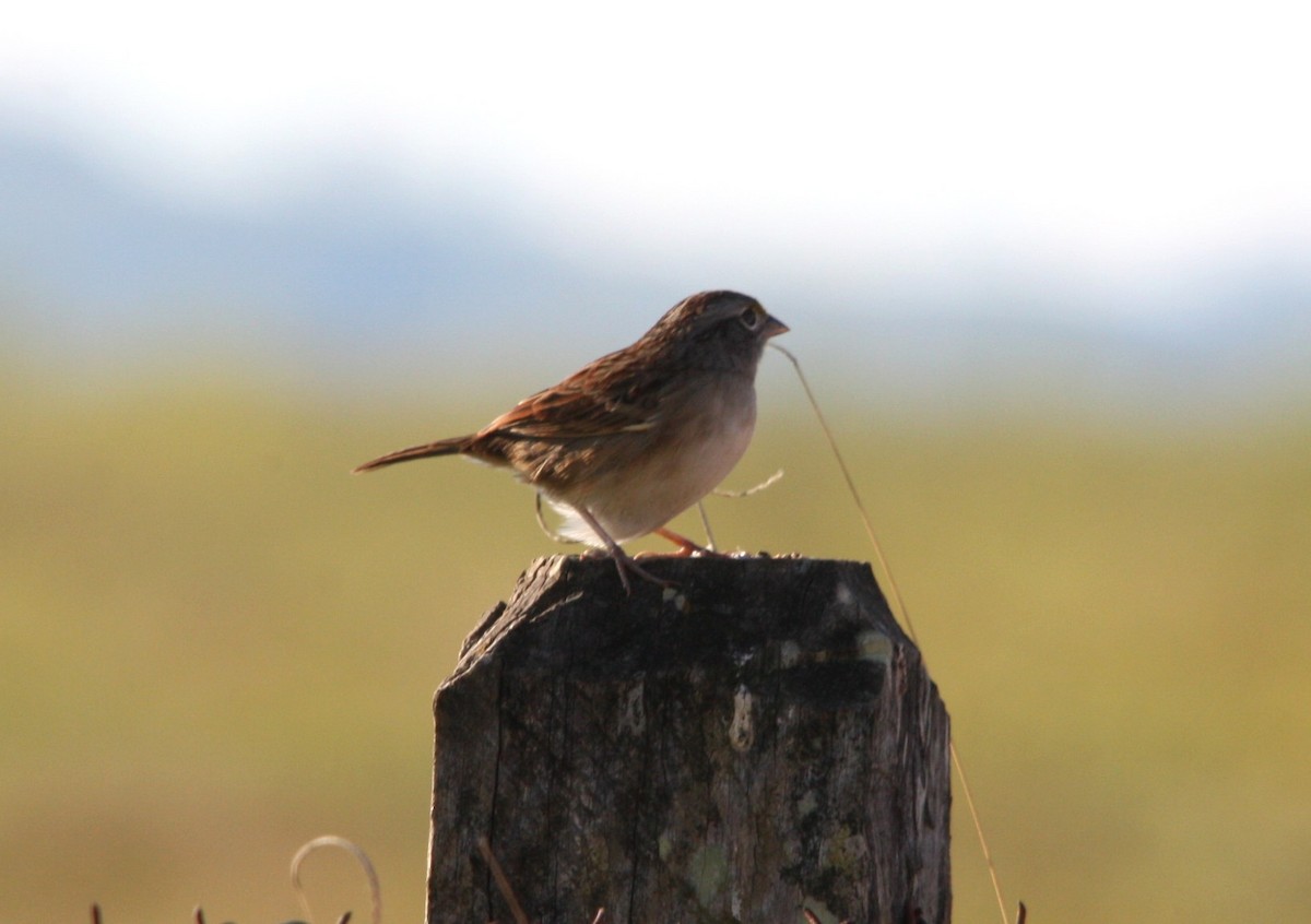 Grassland Sparrow - ML643616649
