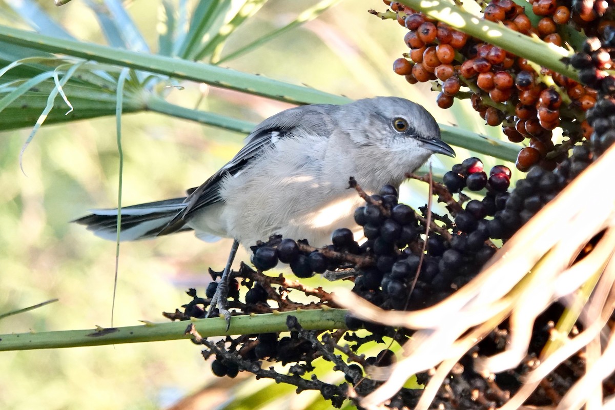 Northern Mockingbird - ML643616662