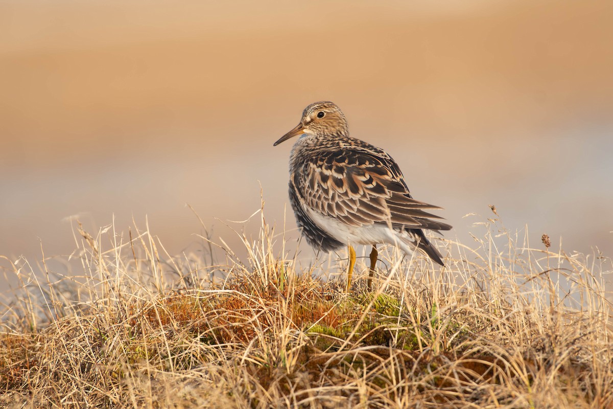 Pectoral Sandpiper - ML643616663