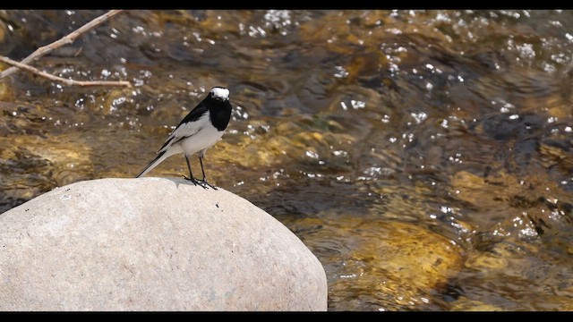 White Wagtail (Hodgson's) - ML643616664