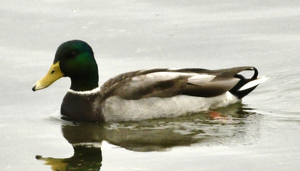 Mallard - ML643616671