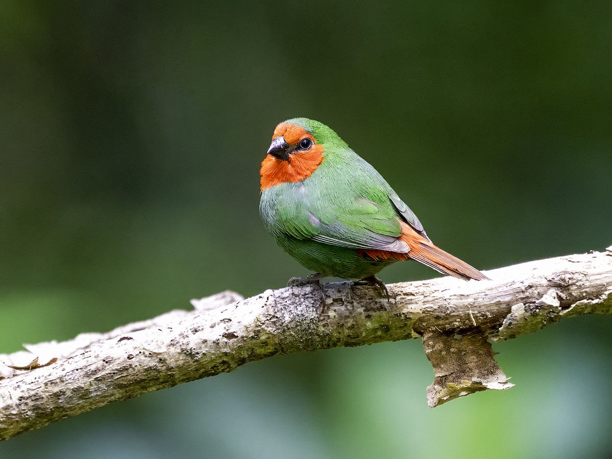 Red-throated Parrotfinch - ML643616675