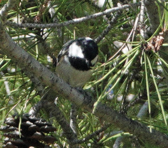 ヒガラ - ML643616678