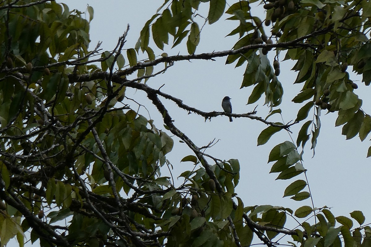 Choco Elaenia - ML643616680