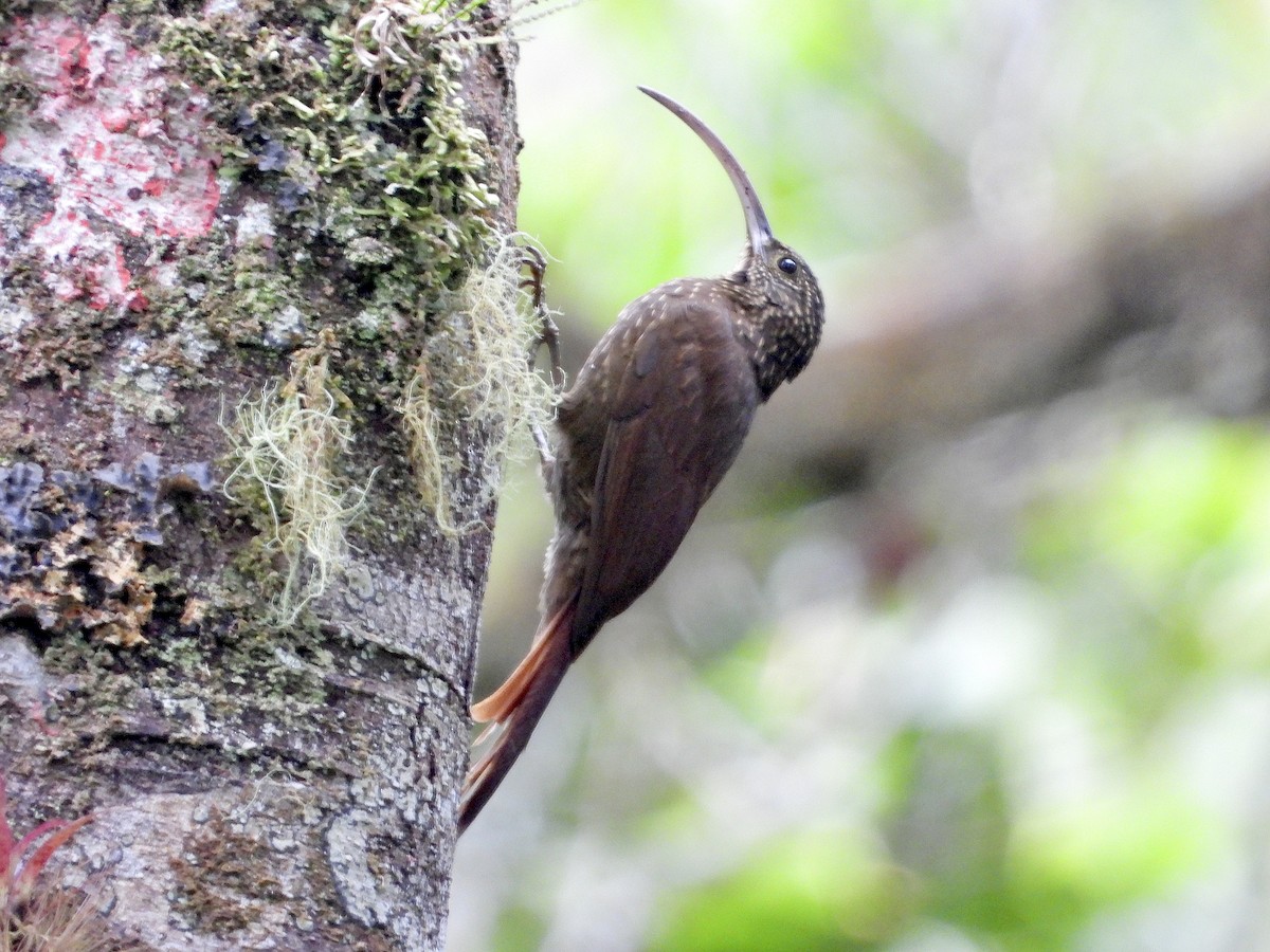 チャユミハシオニキバシリ - ML643616682