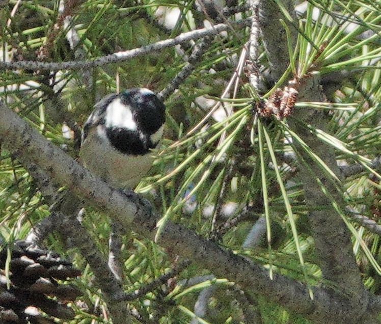 ヒガラ - ML643616683