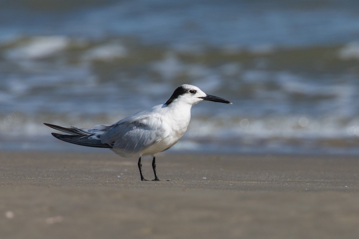 Sandwich Tern - ML643616686