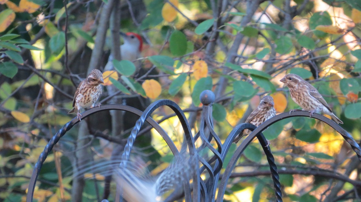 Purple Finch - ML643616691