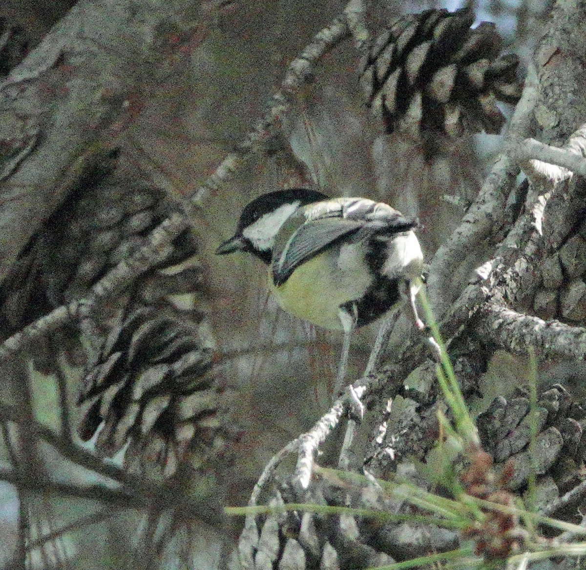 ヨーロッパシジュウカラ - ML643616693