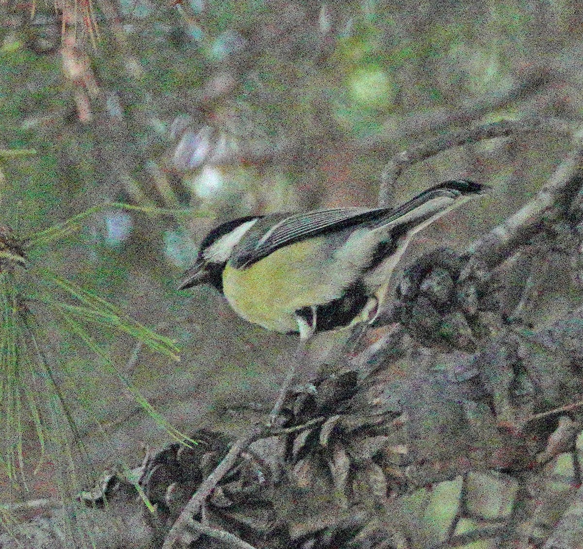 ヨーロッパシジュウカラ - ML643616694