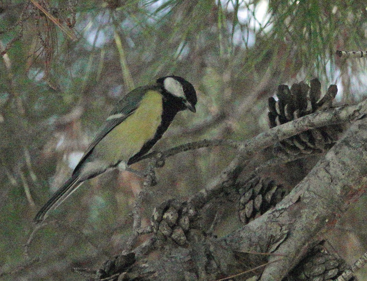 ヨーロッパシジュウカラ - ML643616695