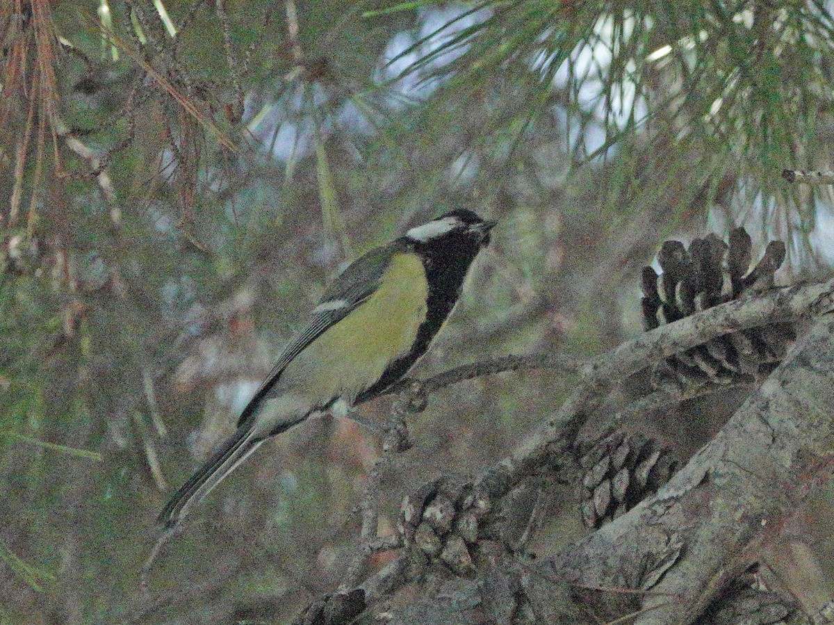 ヨーロッパシジュウカラ - ML643616696