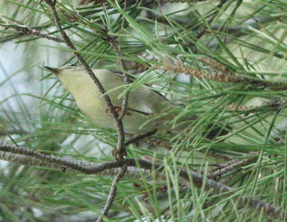 キタヤナギムシクイ - ML643616699