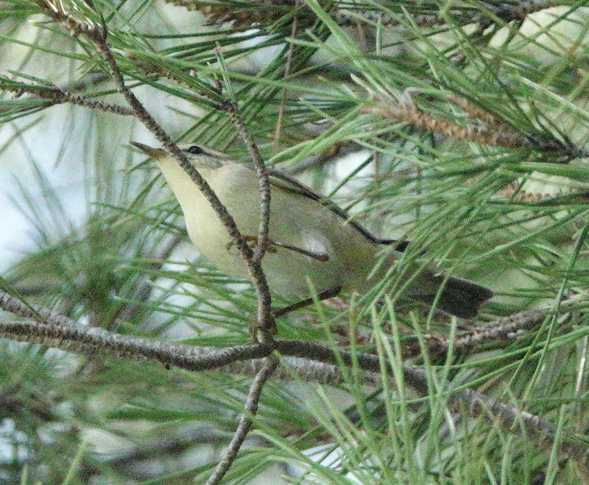 キタヤナギムシクイ - ML643616700